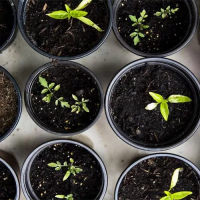 Eco-Friendly Gardening in Florida: How to Maintain a Beautiful Yard Sustainably