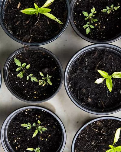Eco-Friendly Gardening