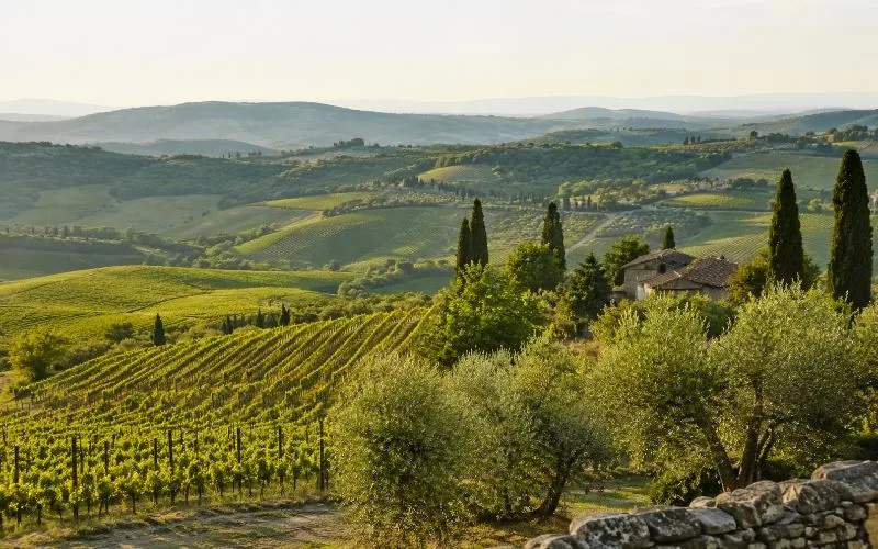 Rolling green vineyard hills with olive trees, cypress trees, and warm sunlight across the countryside.