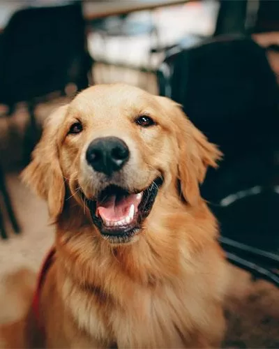 Dog's Wellbeing