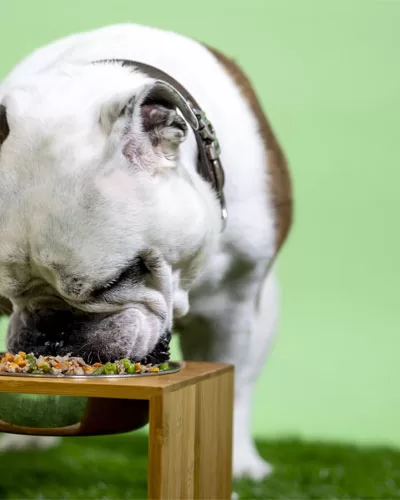 Balanced Diet for Your Dog