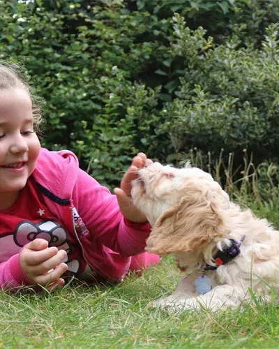 getting a new dog