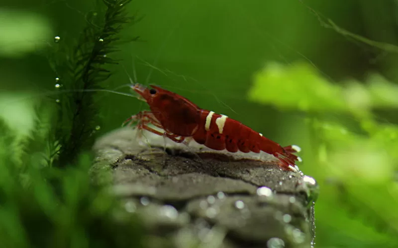 popular shrimp species