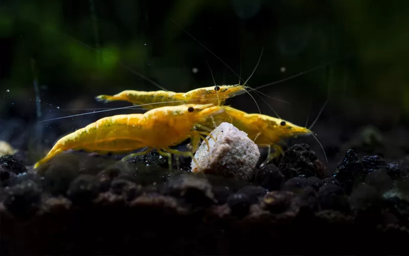 popular shrimp species