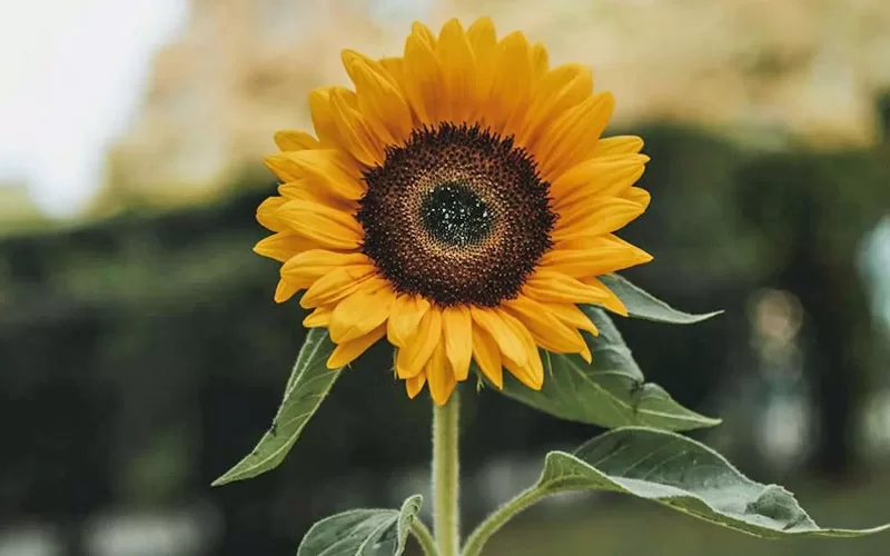 Create the Perfect Garden