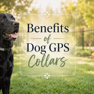 Benefits of Dog GPS Collars: A Practical Safety Tool for Active Dogs