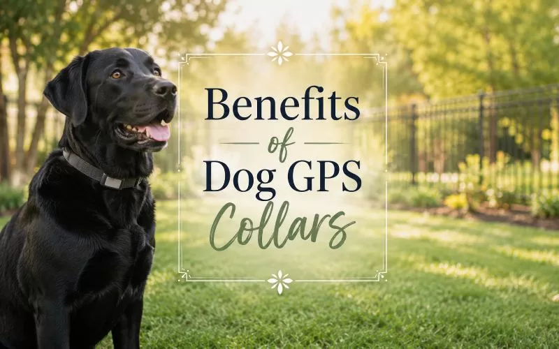 Black Labrador sitting outdoors beside decorative text that reads Benefits of Dog GPS Collars.