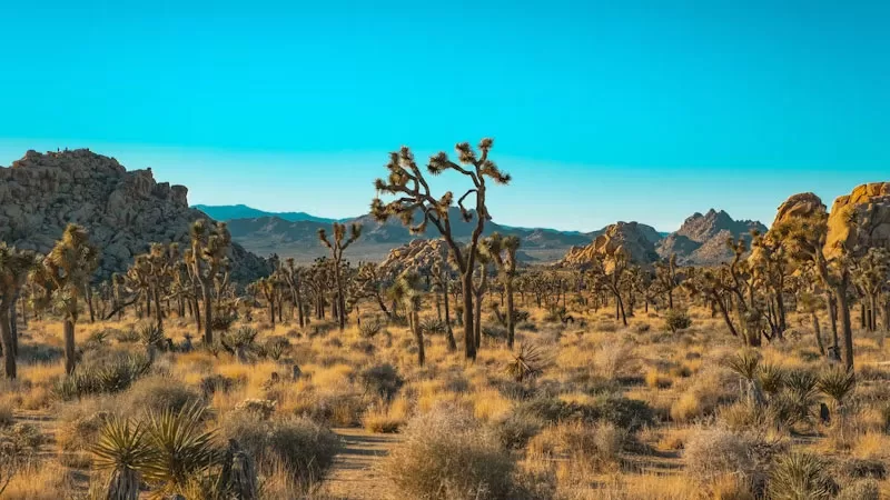 Joshua Tree National Park