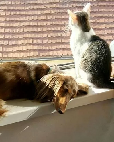 Pet-Friendly Rental