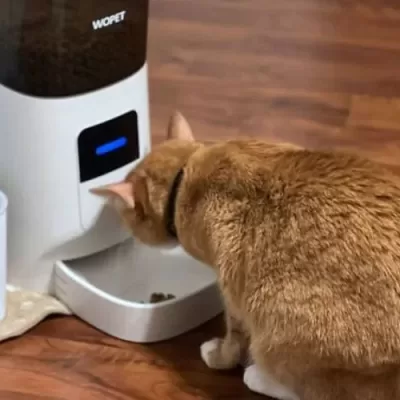 WOPET Automatic Dog Feeder Review: WiFi Enabled