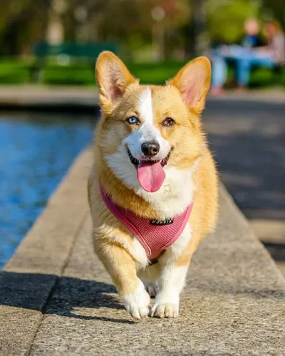 Maintain Your Dog's Health