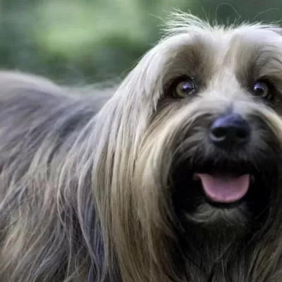 Top Grooming Shears and Tools for Long-Haired Dogs