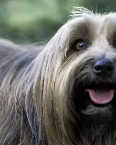 Grooming Shears for Long-Hair Dogs
