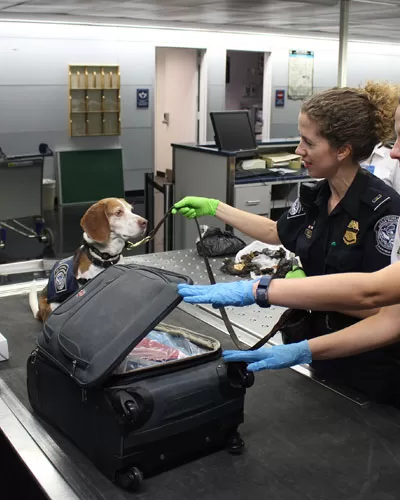 Pet Travel