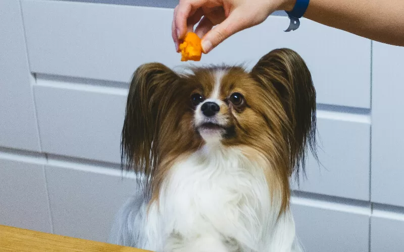 Homemade Dog Treats