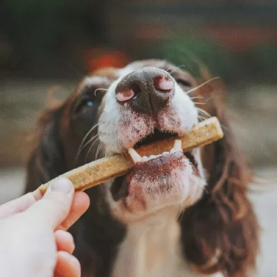 Homemade Dog Treats: Supercharge Your Pup’s Health