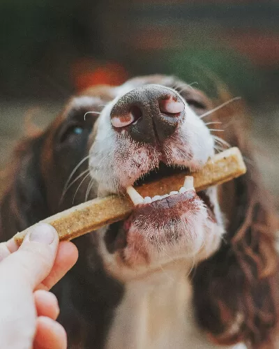 Homemade Dog Treats