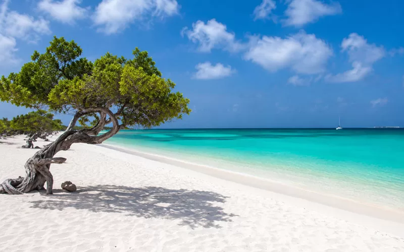 White sand beach in Aruba with turquoise water and a windswept fofoti tree.