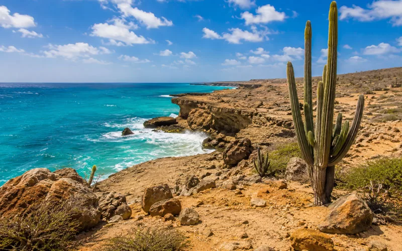Rugged Aruba coastline with cactus, rocky cliffs, and turquoise ocean water.