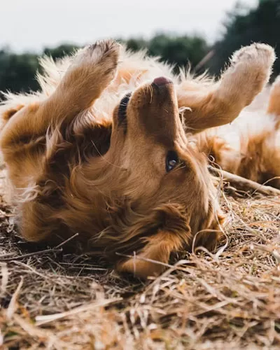 buds on dogs