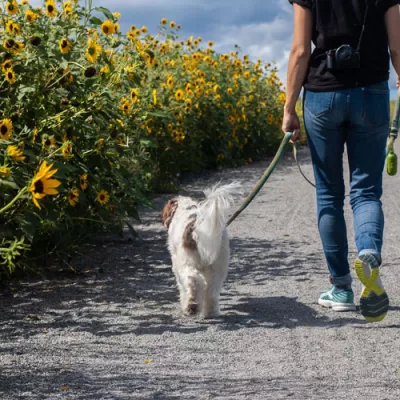 Top-Rated Dog Walking Services: Finding the Perfect Fit