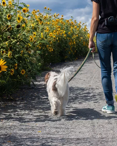 dog walking services