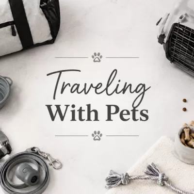 Traveling With Pets: What You Should Pack Before You Go
