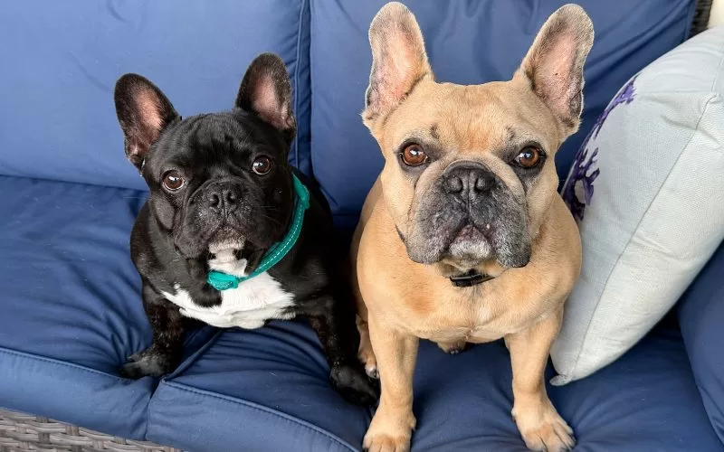 Dino and Cody the French Bulldogs wearing personalized pet collars, including a teal collar on a black Frenchie and a black collar on a tan Frenchie.