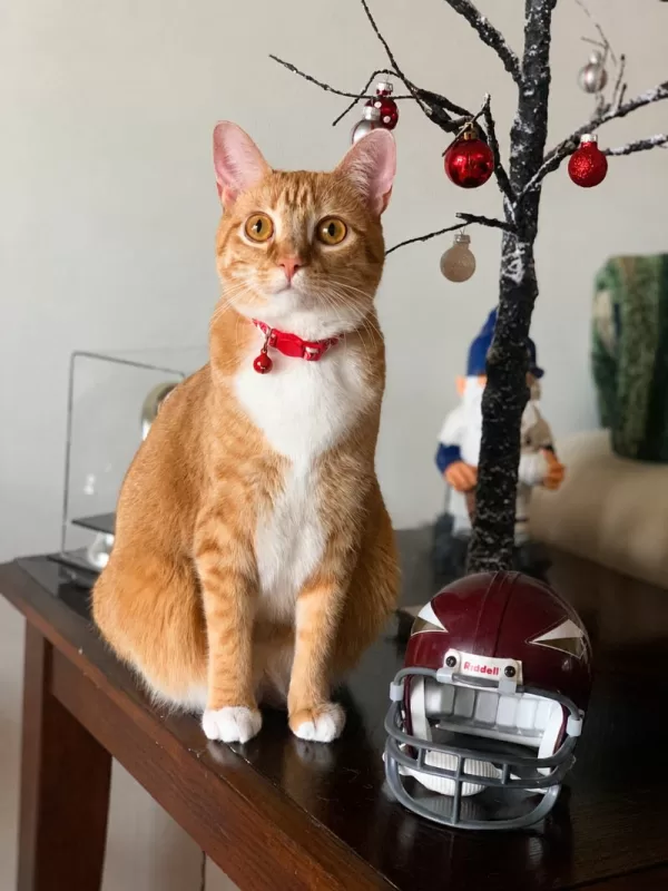 Stevie the orange cat wearing a red Christmas collar with a bell beside holiday ornaments and festive decor.
