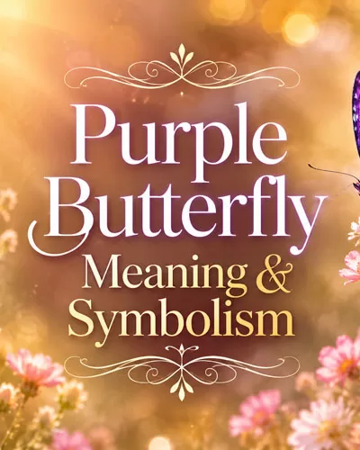 Purple butterfly beside decorative text about purple butterfly meaning and symbolism