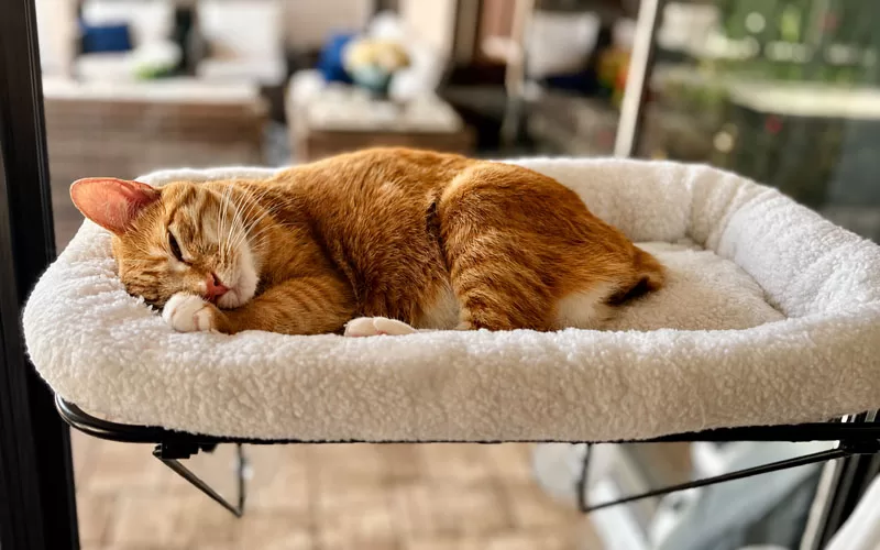 Orange cat resting on a soft window perch and looking cozy in a bright home setting.
