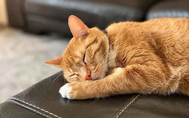 Sleeping orange cat curled up on a black leather chair in a cozy home setting.