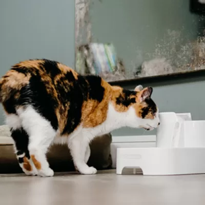 Morning Hacks for a Stress-Free Start with Your Cat