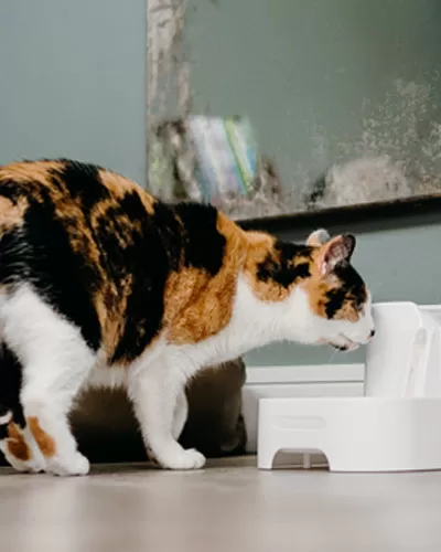 cat water fountain