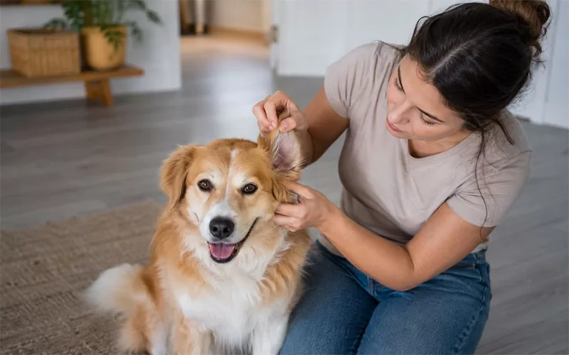 Pet owner gently checking a dog’s ear in a bright home setting with gray flooring and a calm, happy dog.