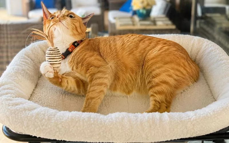 Orange tabby cat playing with a toy while relaxing in a plush window perch attached to a sliding glass door