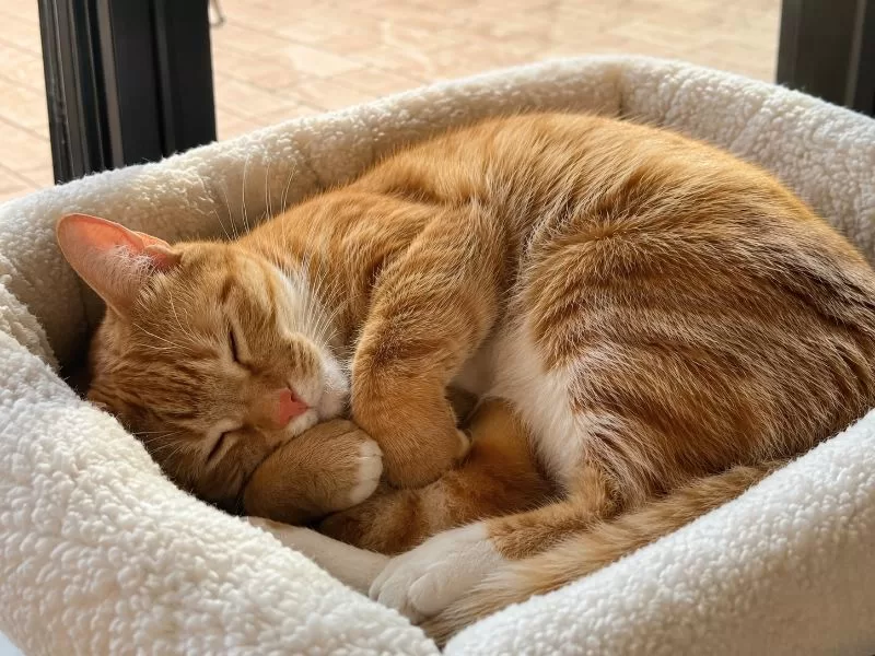 Orange tabby cat curled up asleep in a plush cream-colored window perch beside a sliding glass door