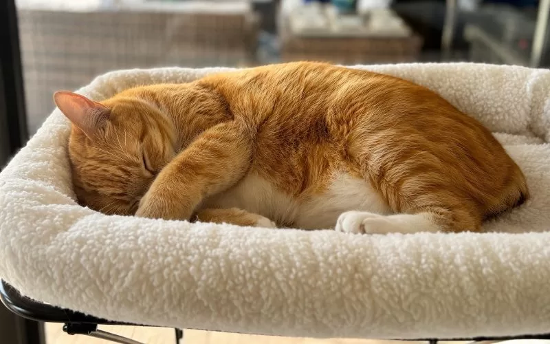 Orange tabby cat sleeping peacefully in a soft cream-colored window perch attached to a sliding glass door