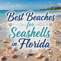 Florida beach with seashells on the shoreline and decorative text reading Best Beaches for Seashells in Florida