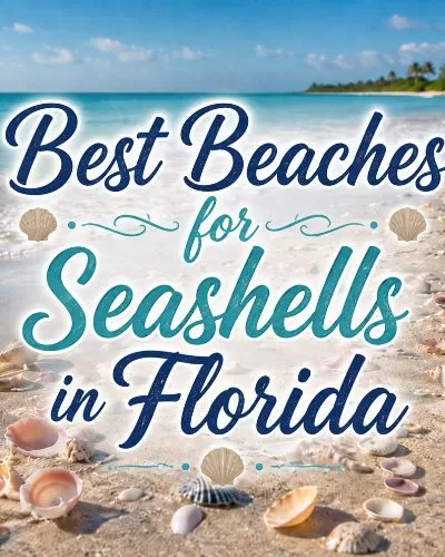 Florida beach with seashells on the shoreline and decorative text reading Best Beaches for Seashells in Florida