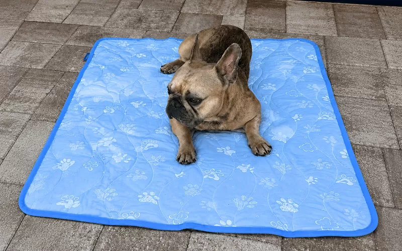 French Bulldog resting on a blue Arc-Chill cooling mat on an outdoor patio
