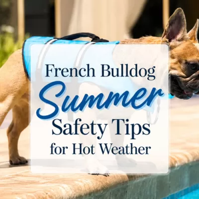 French Bulldog Summer Safety Tips for Hot Weather