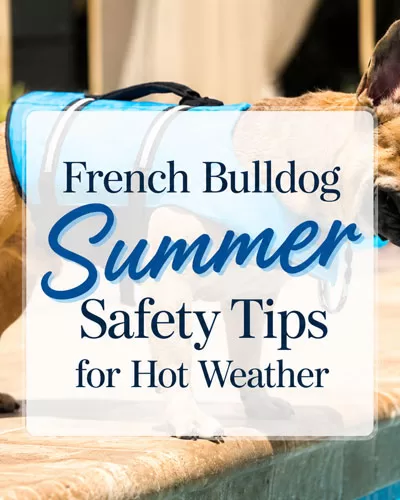 French Bulldog wearing a blue cooling vest while standing beside a pool on a sunny patio.