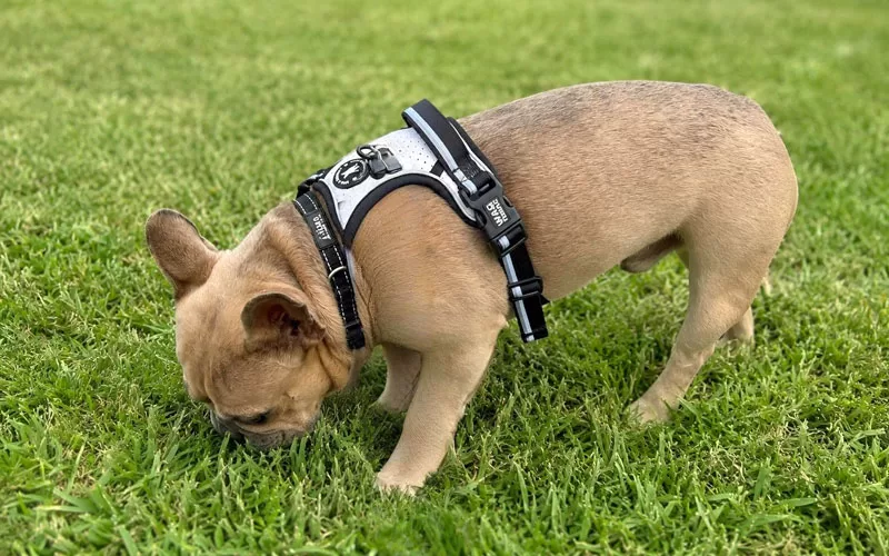 Tan French Bulldog sniffing grass while wearing a black and white harness.