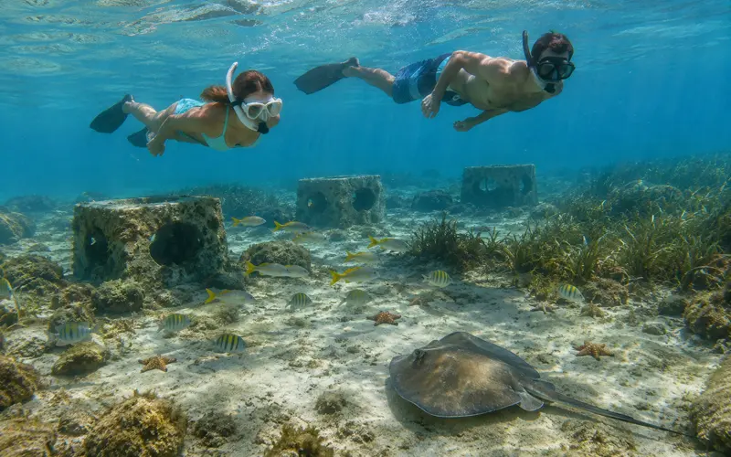 Two adults snorkel above tropical fish, a spotted ray, starfish, seagrass, and artificial reef modules in clear coastal water.